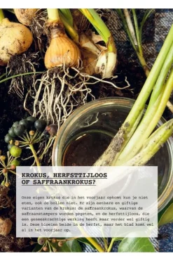 Lannoo Boek Meer Wildplukken - Eetbare Geneeskrachtige Planten & Giftige Lookalikes